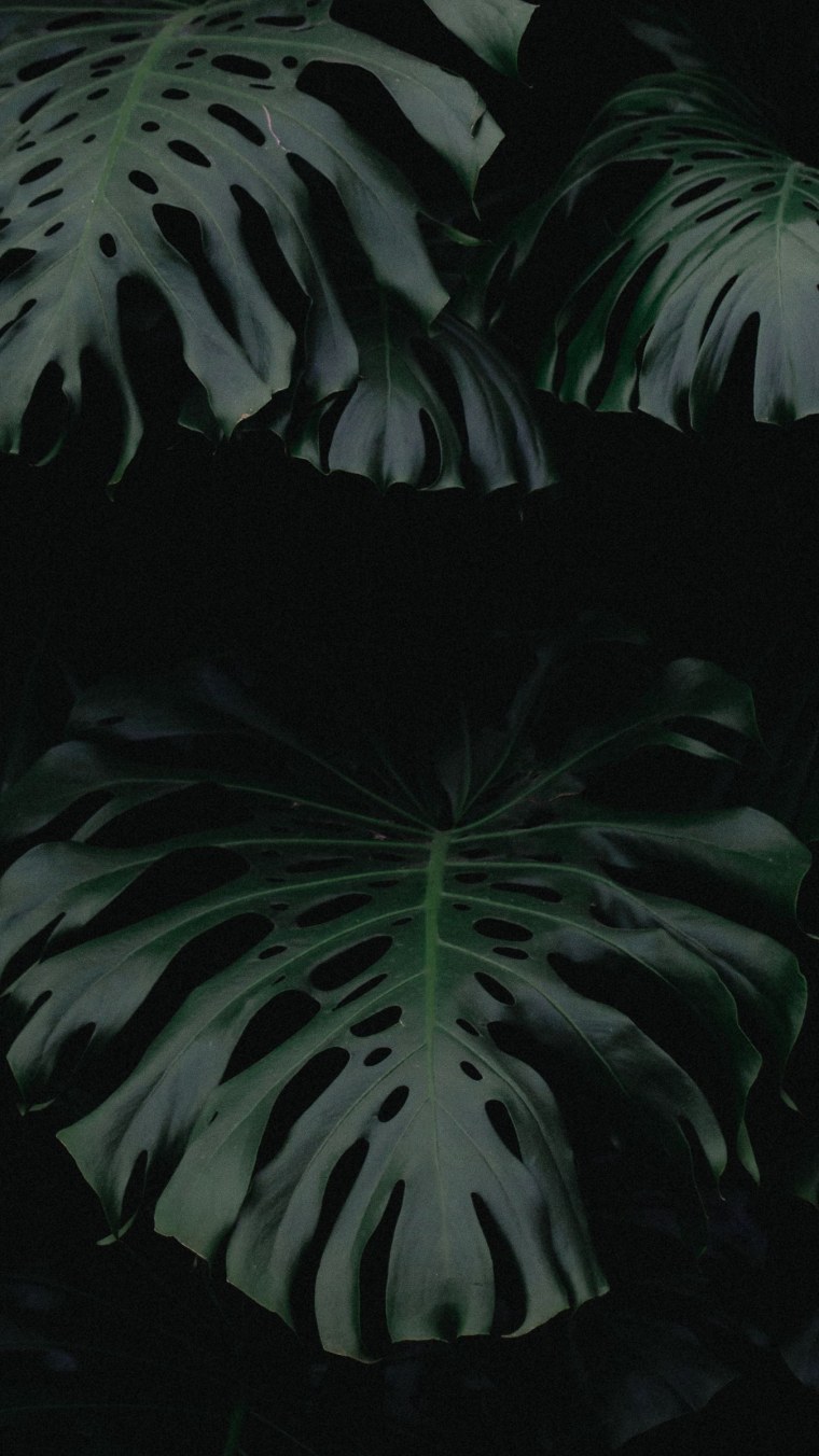 Тропические листья Пинтерест