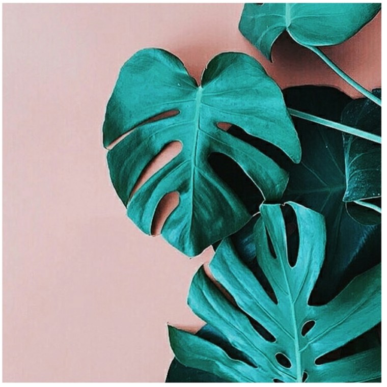 Лиана монстера акварель