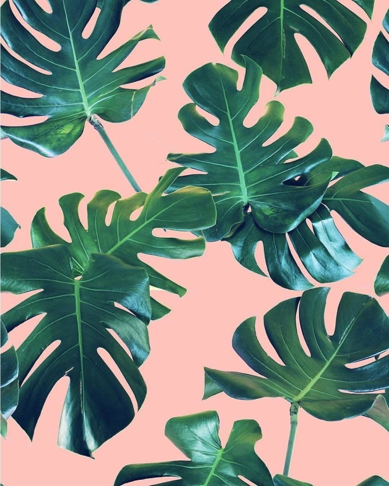 Монстера Мондо Верде