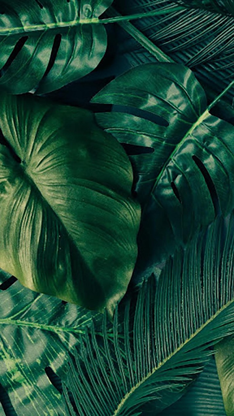 Монстера на белом фоне