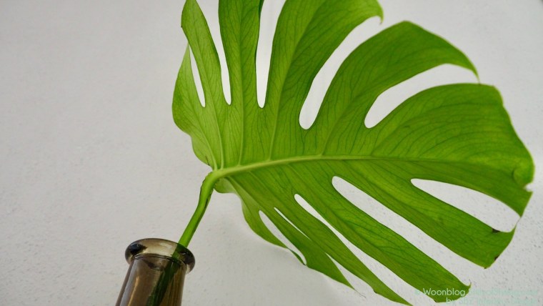 Филодендрон Андре веррукозум