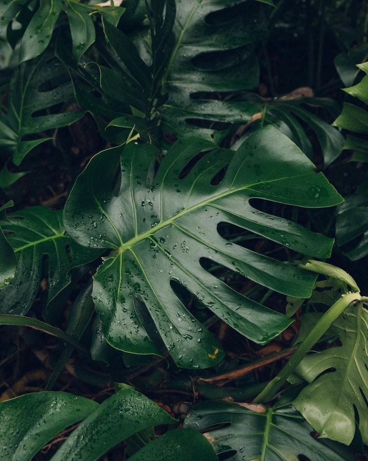 Лист монстеры