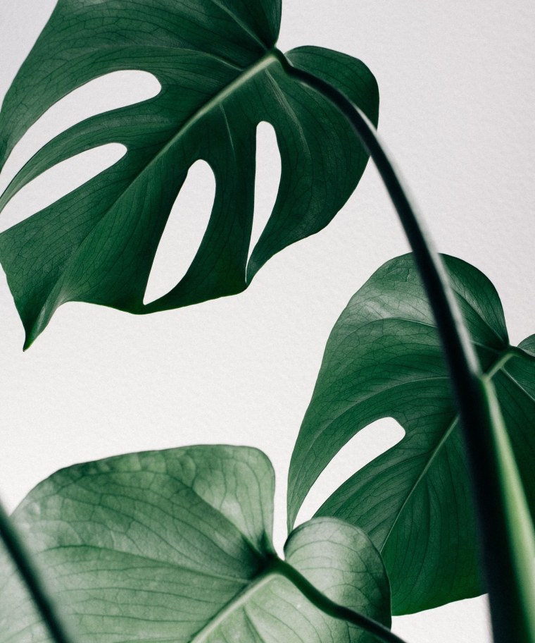 Тропические листья Пинтерест