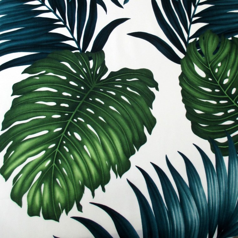 Папоротник монстера акравель