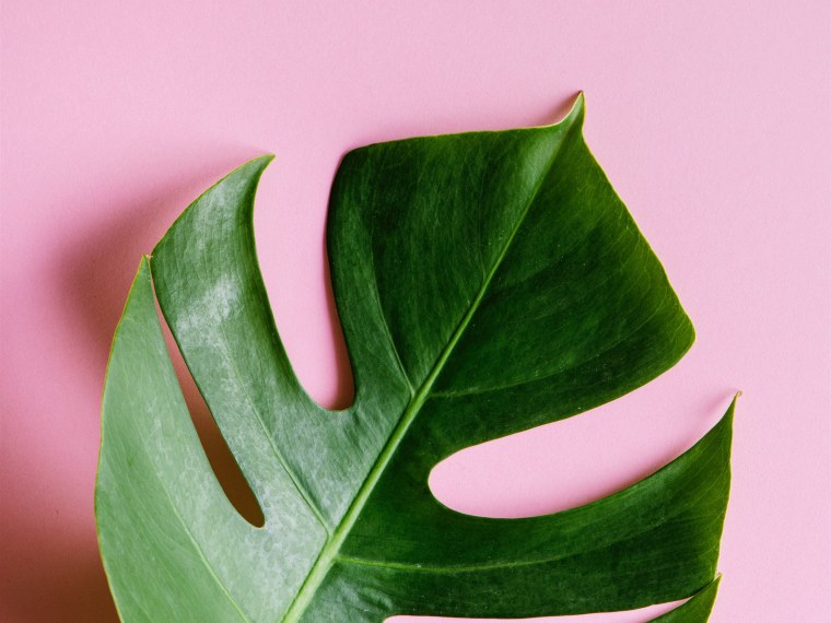 Джунгли тропики Калатея