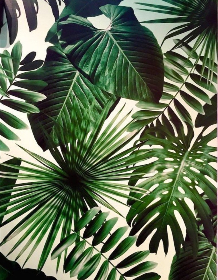 Пальмовые листья