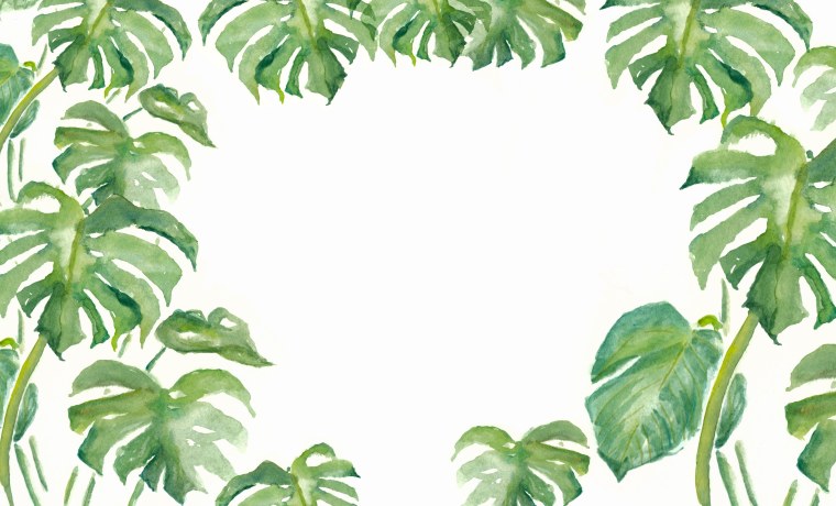 Тропические лист Monstera
