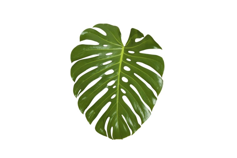 Тропические листья