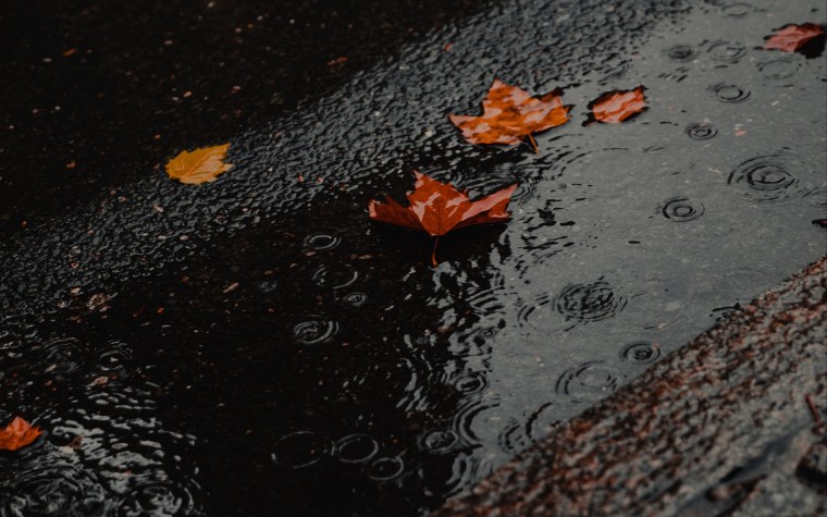 Живые обои дождь