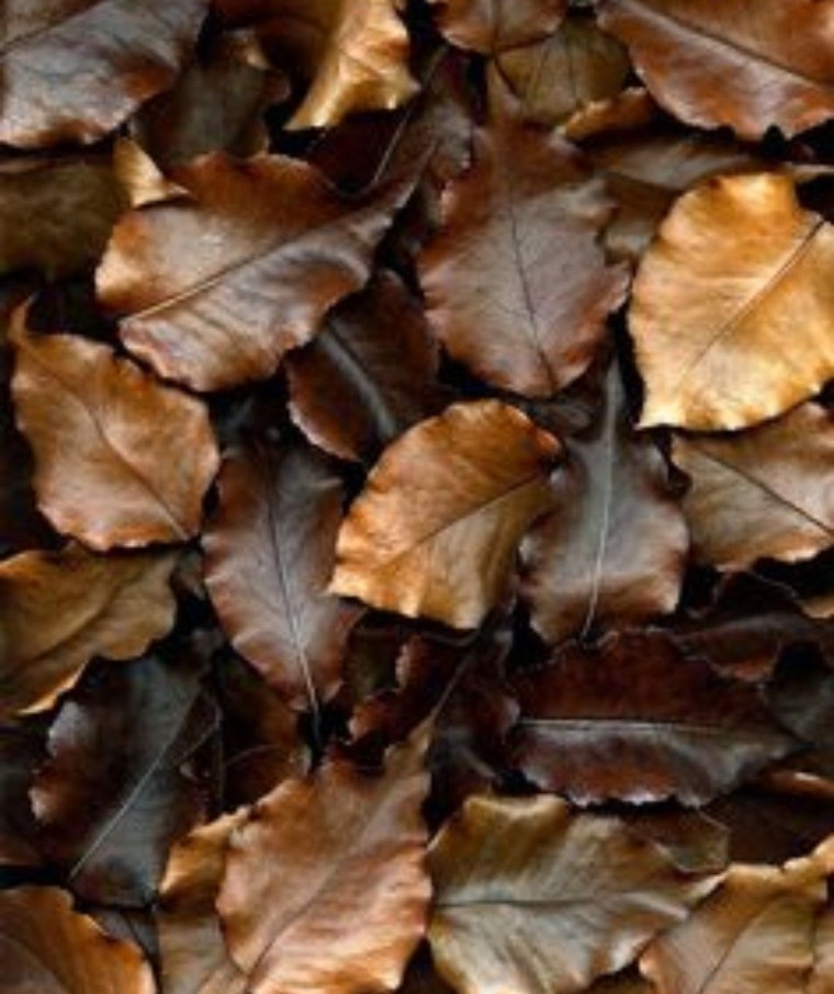 Коричневый цвет