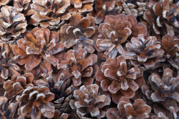 Коричневые цветы