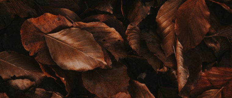 Коричневые листья