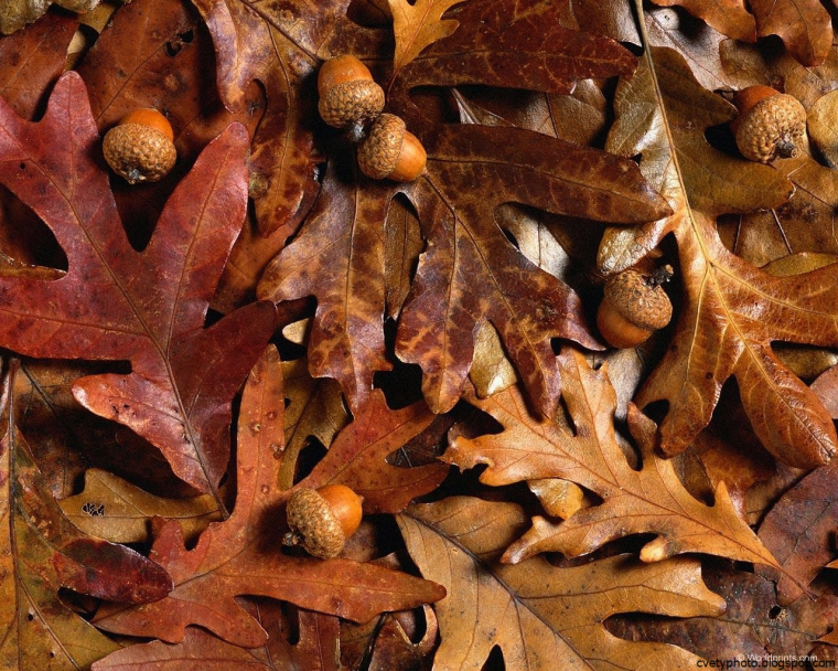 Коричневые листья
