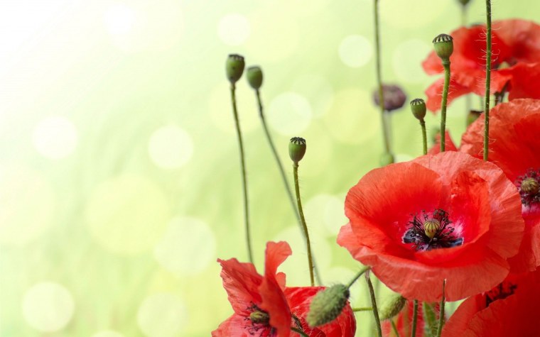 Фон с маками