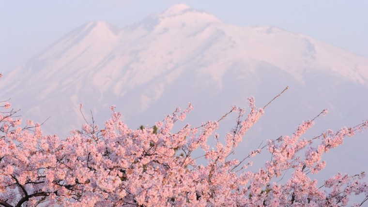 Япония Сакура