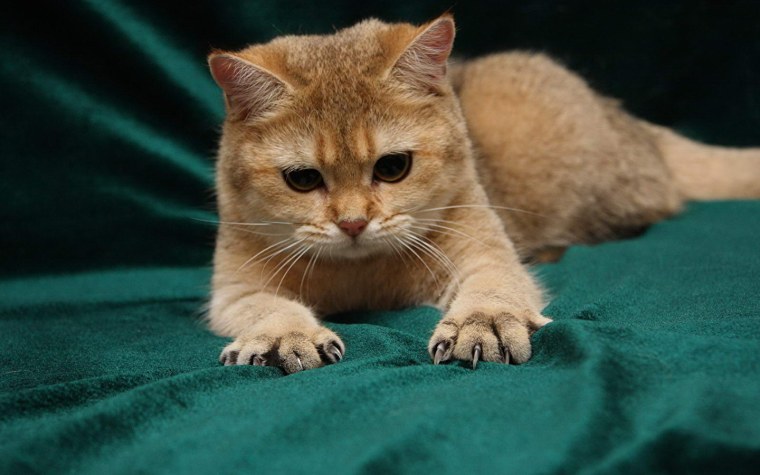 Симпатичные коты