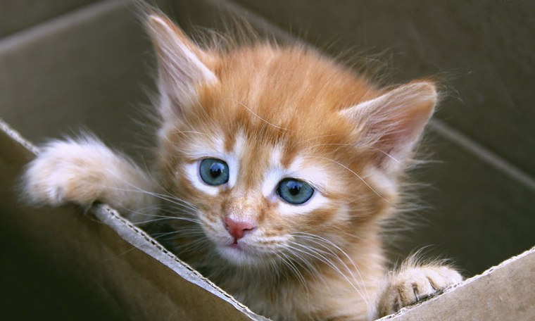 Рыжий котёнок