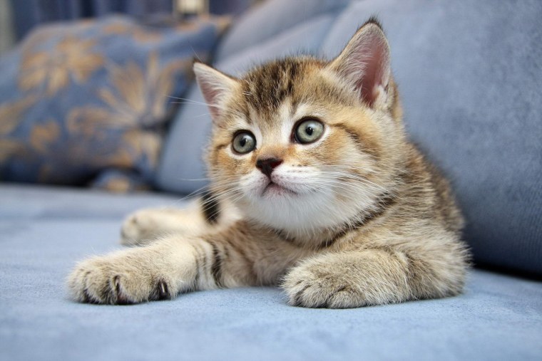 Милые котики