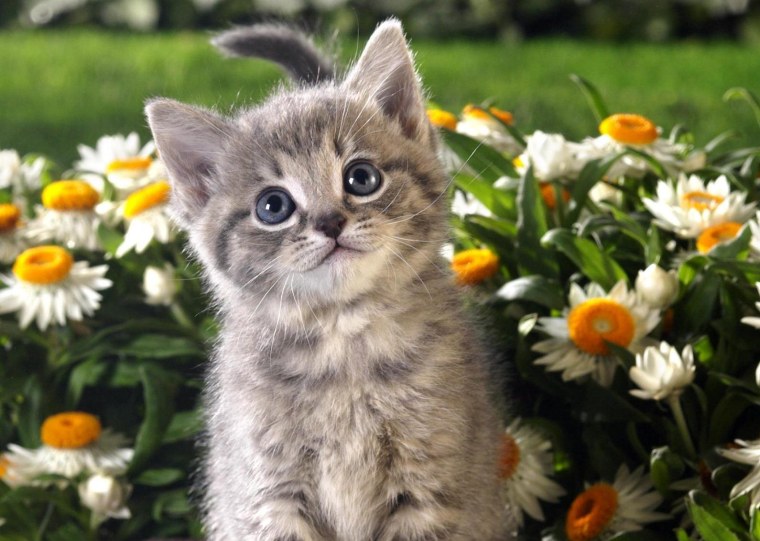 Красивые котята