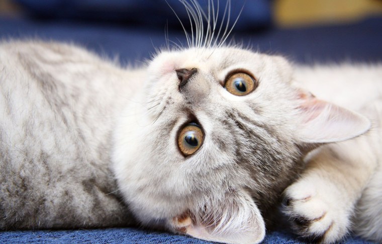 Красивые котики