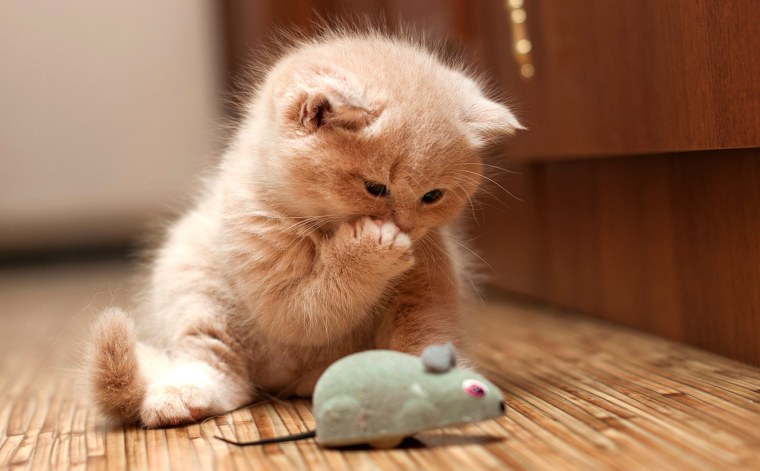 Мимимишные котики