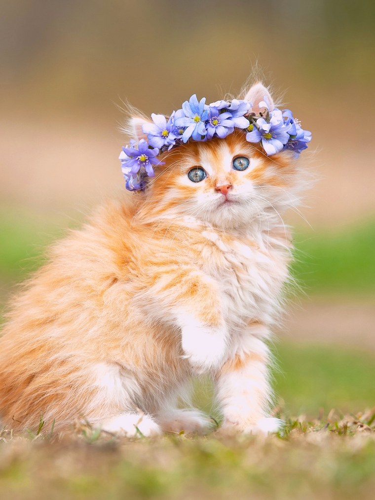 Милая кошка