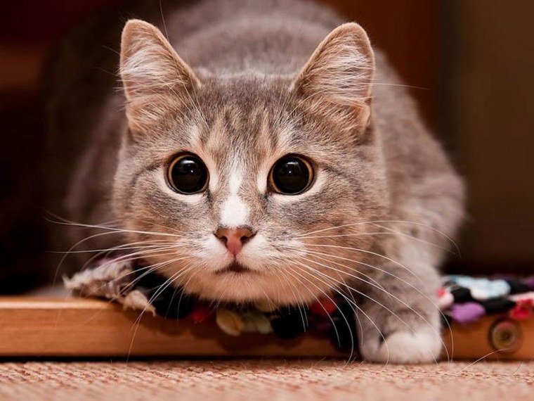 Картинки котиков