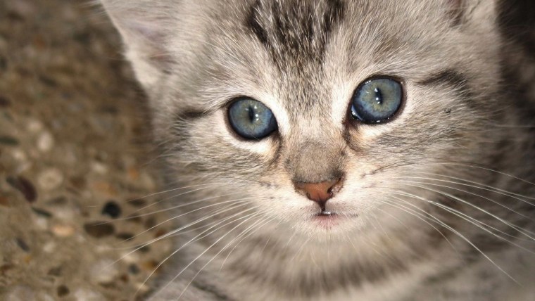 Охос азулес черепаховый