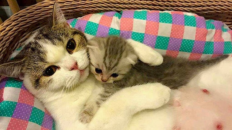 Ми ми ми кошки