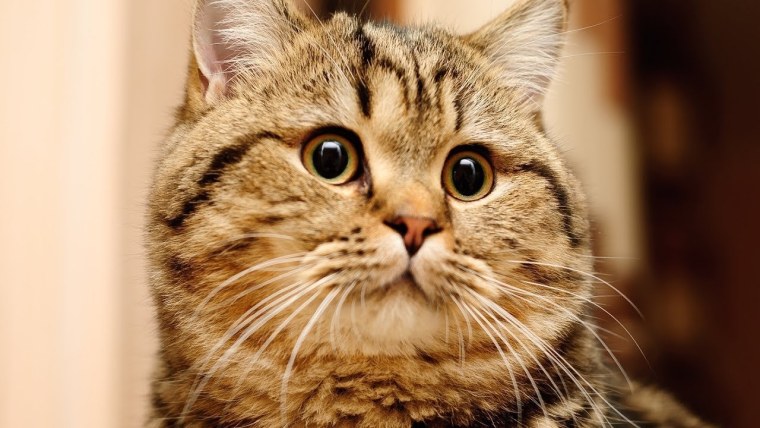 Картинки котиков