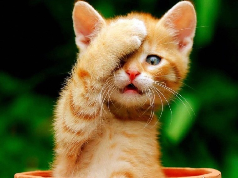 Радостный кот