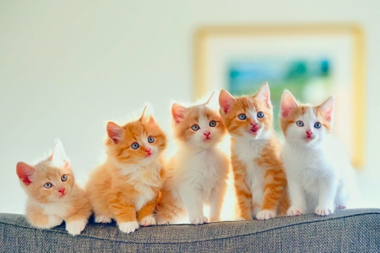 Четыре котенка