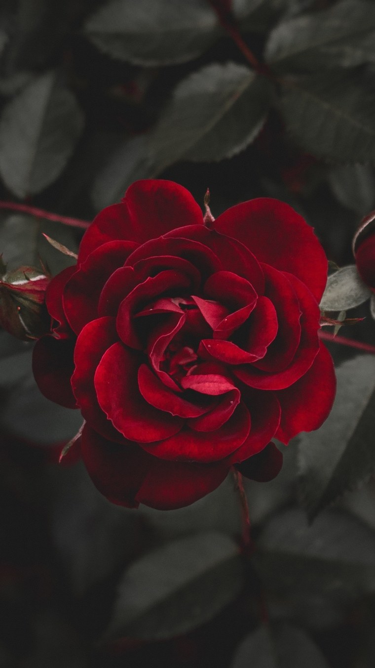 Дарк Роуз Эстетика