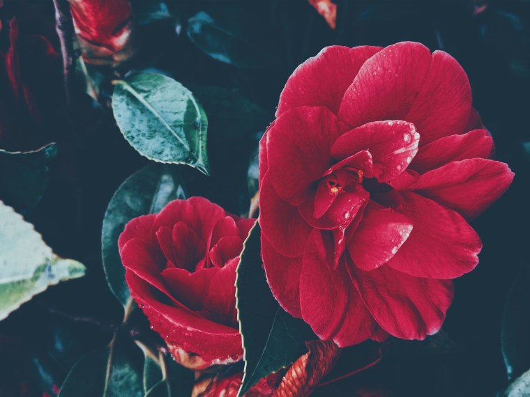 Красные камелии Эстетика