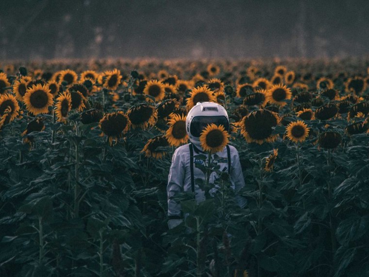 Поле Эстетика