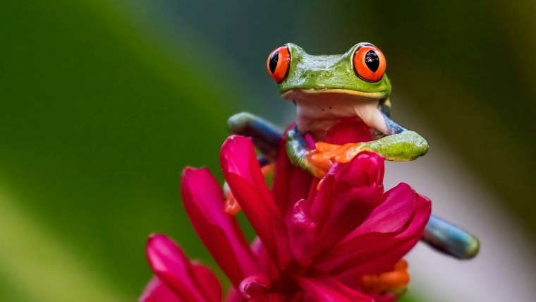 Фиолетовая красноглазая квакша