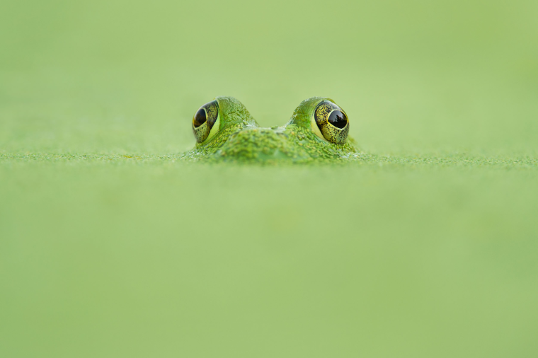 Лягушка Фрогги