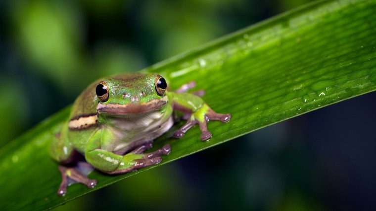 Кермит лягушка арт