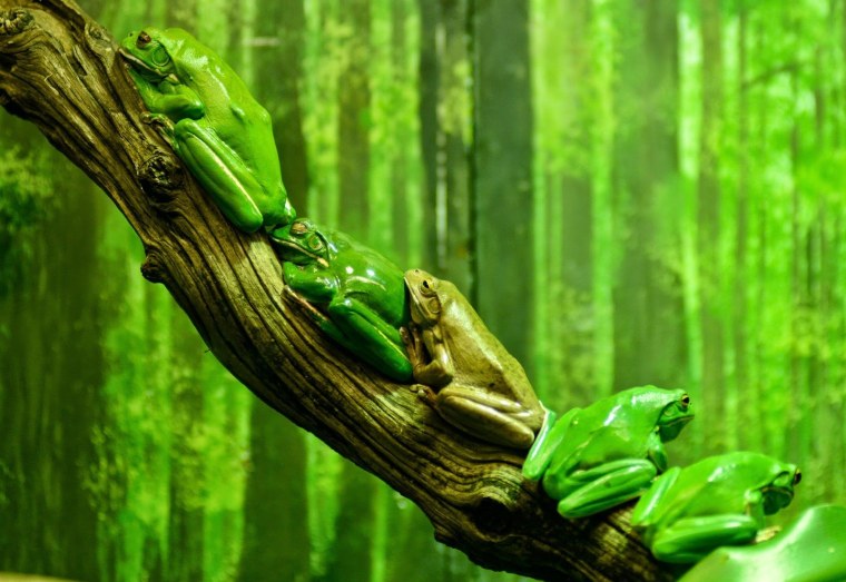 Фон с лягушками