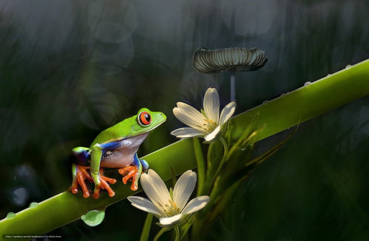 Лягушонок на кувшинке мультяшный