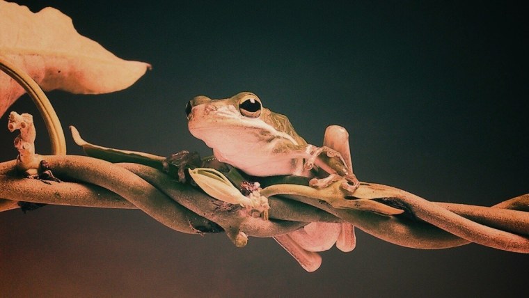 Игрушка на зелёном фоне