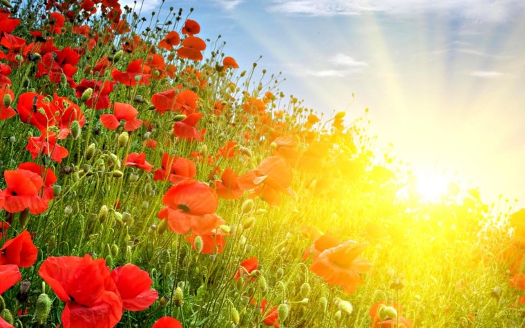 Поле ромашек