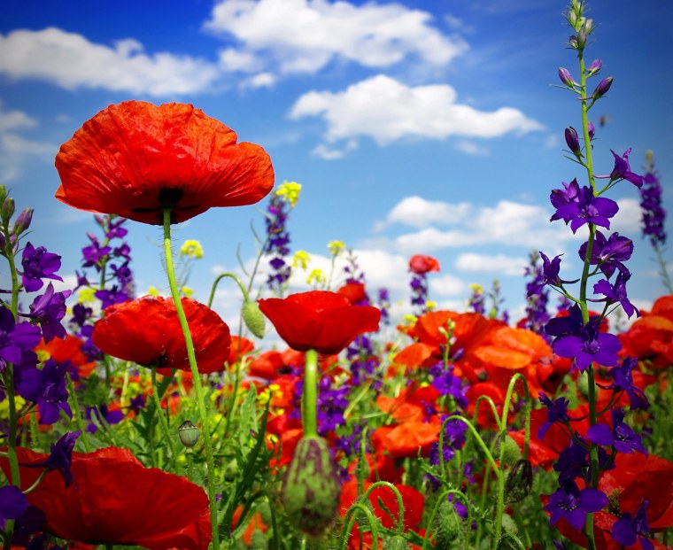 Полевые цветы