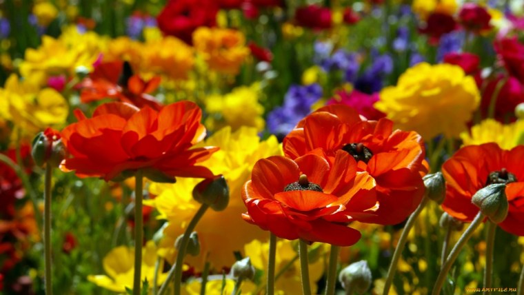 Цветочное поле