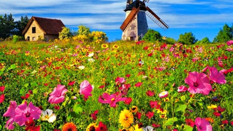 Летние цветы в деревне