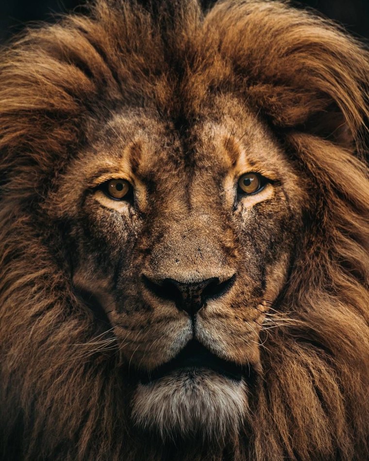 Лев Ислама имам Али