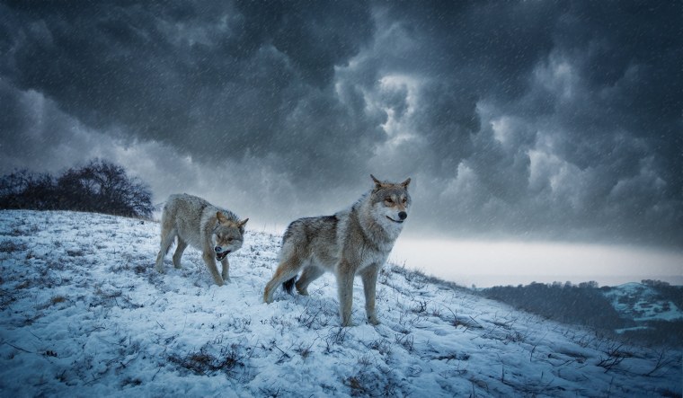 Снежный волк