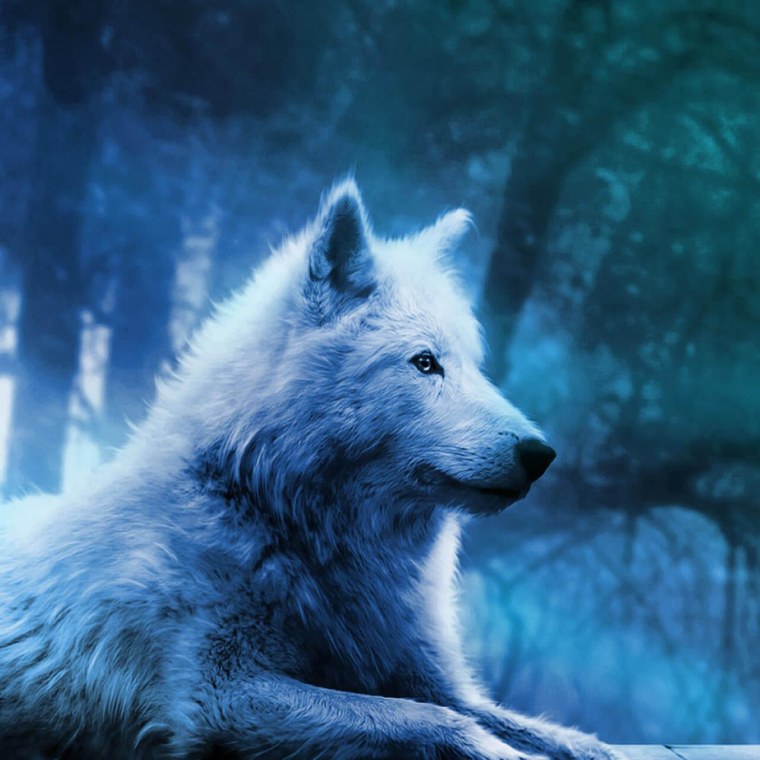 Танго одинокого волка