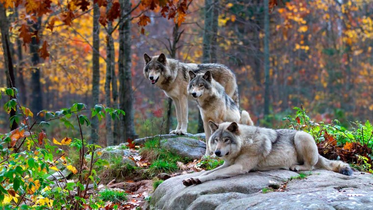 Волк в лесу