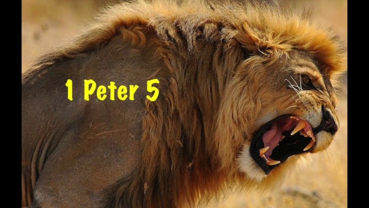 Лев рычит злой